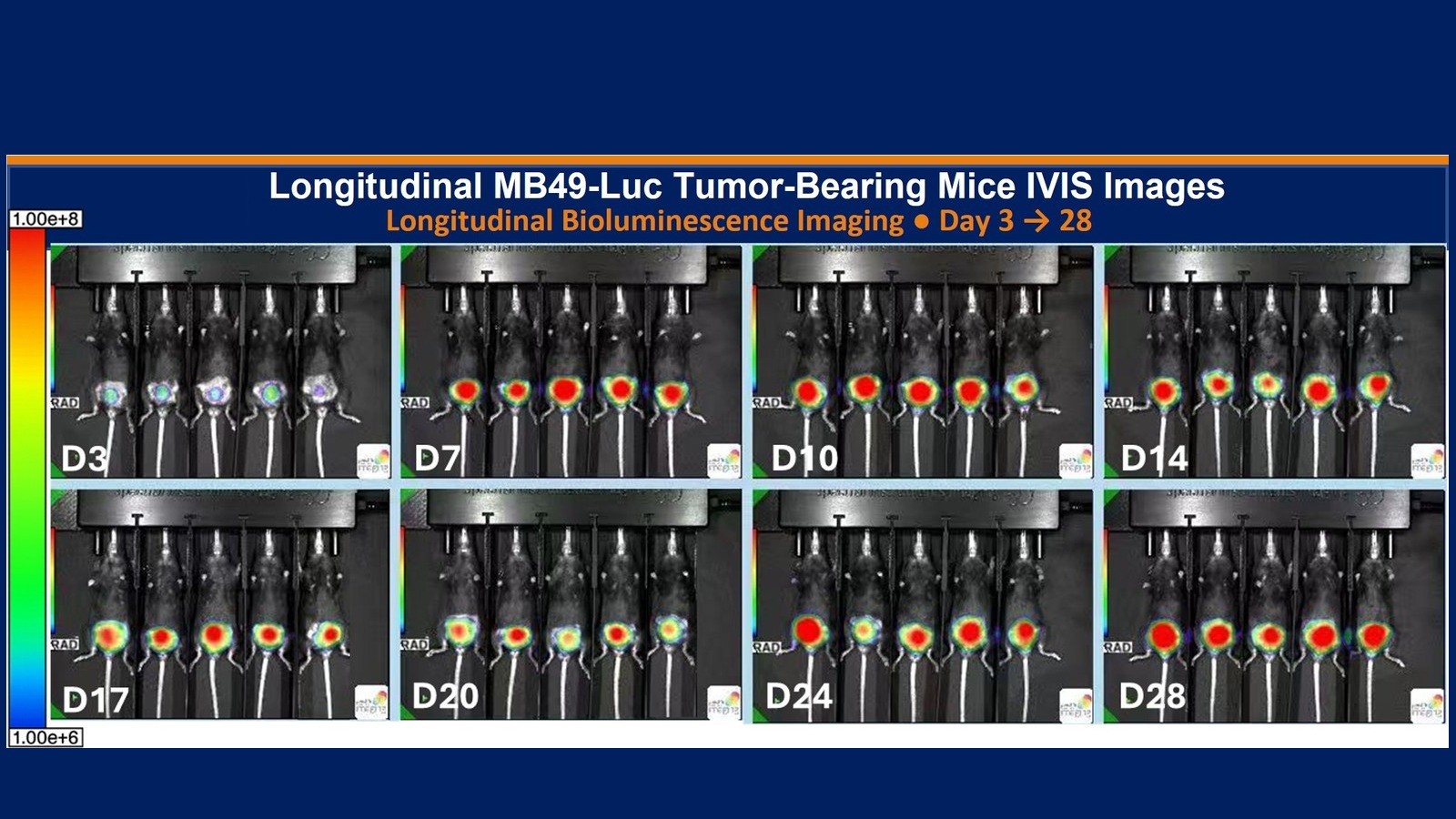 MB49-Luc Syngeneic Orthotopic Bladder Cancer Model for Immunotherapy Evaluation