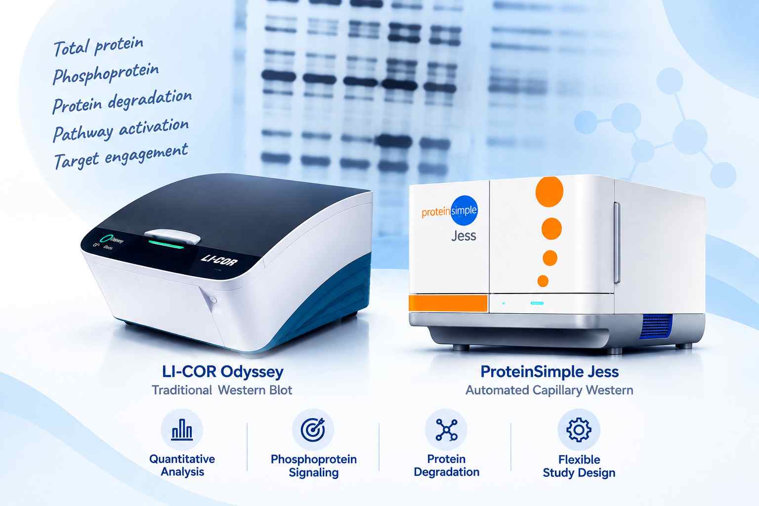 Western blot and automated capillary Western protein analysis